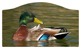 DASHELL-308 Duck Mallard